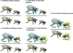 Conditional helping and evolutionary transitions to eusociality and cooperative breeding