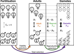 Polygenic signals of sex differences in selection in humans from the UK Biobank