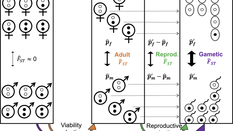 Polygenic signals of sex differences in selection in humans from the UK Biobank