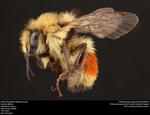 Bumblebee size polymorphism and worker response to queen pheromone