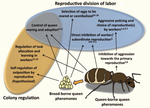 Queen pheromones: The chemical crown governing insect social life
