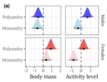 Experimental sexual selection affects the evolution of physiological and life‐history traits