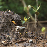 Fiddlers on the roof: elevation muddles mate choice in fiddler crabs