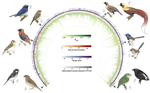 Male‐biased sexual selection, but not sexual dichromatism, predicts speciation in birds