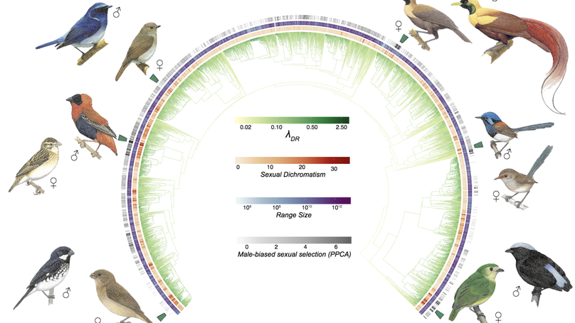 Male‐biased sexual selection, but not sexual dichromatism, predicts speciation in birds