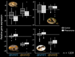 Queen pheromones modulate DNA methyltransferase activity in bee and ant workers