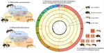 Comparative transcriptomics of social insect queen pheromones