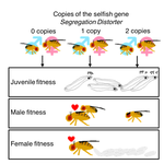 Fitness consequences of the selfish supergene Segregation Distorter