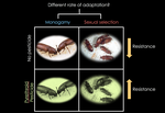 Sexual selection expedites the evolution of pesticide resistance