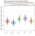 Mother’s curse and indirect genetic effects: do males matter to mitochondrial genome evolution?