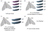 Evolutionary simulations of Z-linked suppression gene drives
